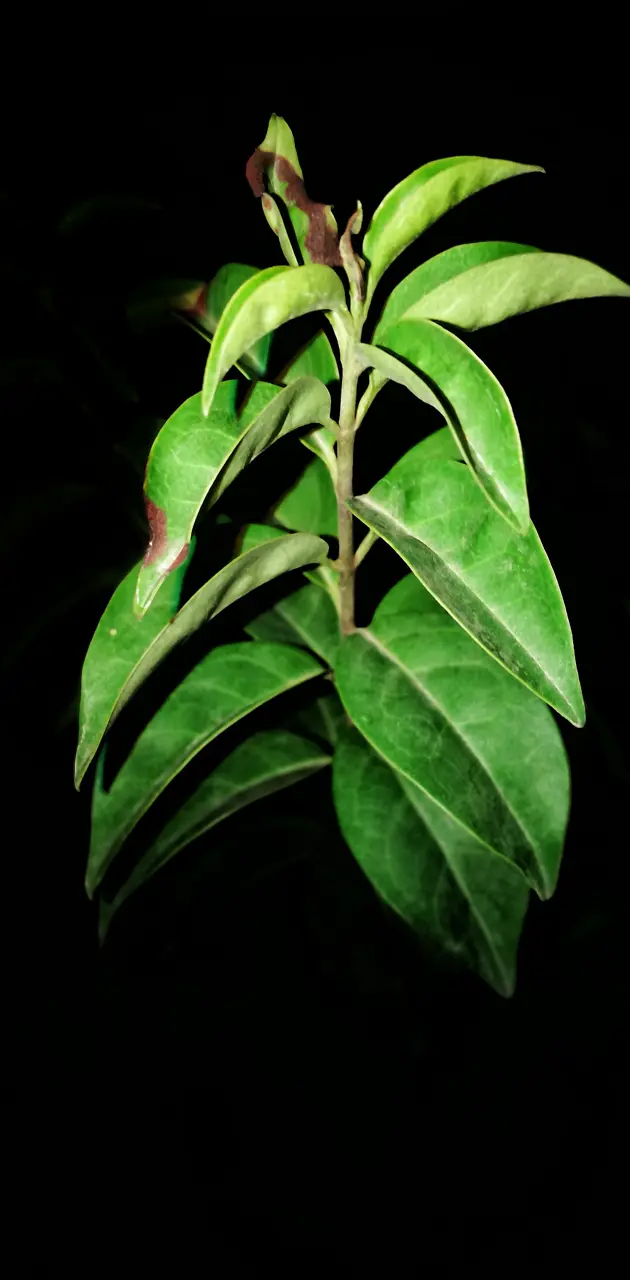 8k ultra hd leaf