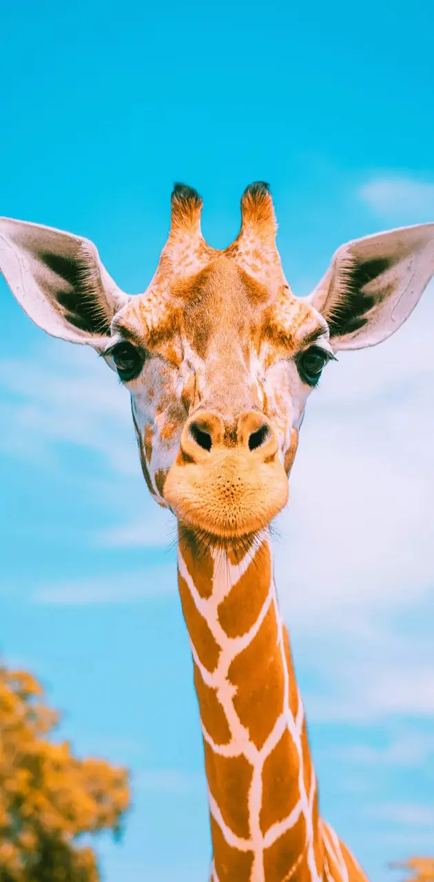 Hello I am giraffe
