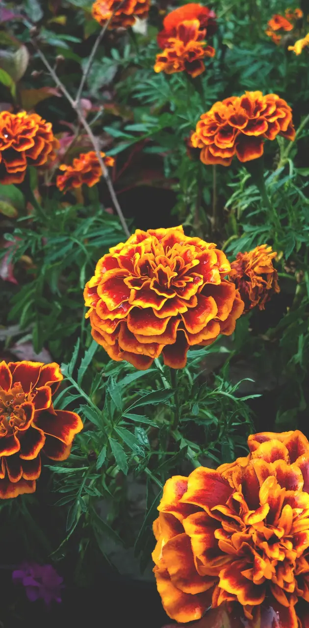 Orange flowers 