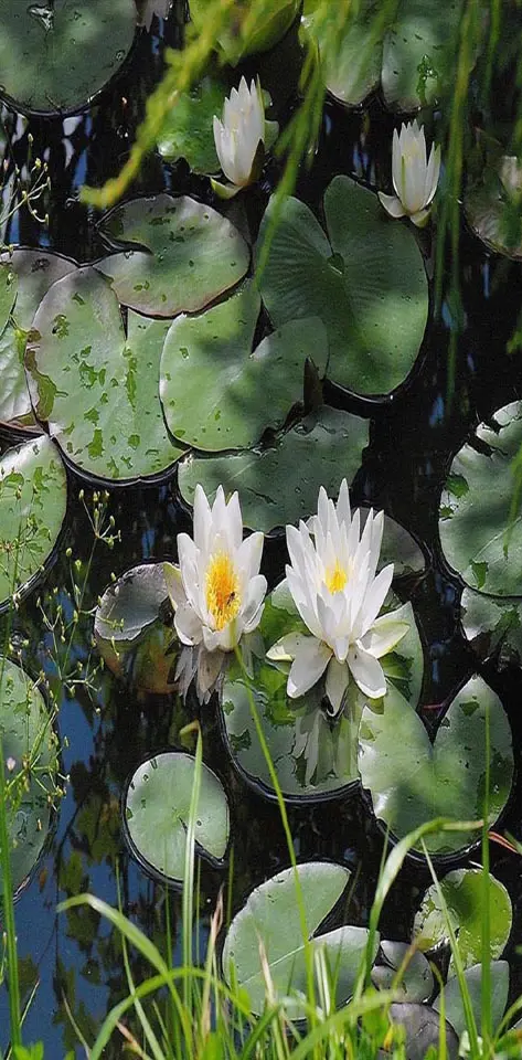 Pond of Lilies