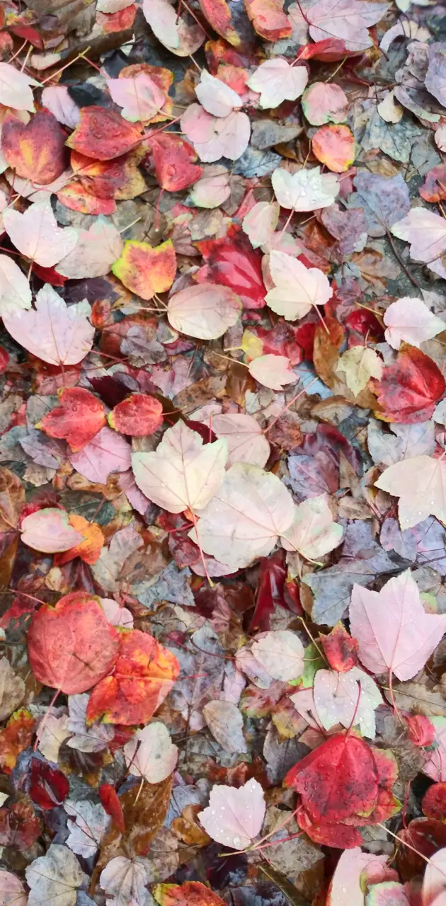 Fall beautiful 