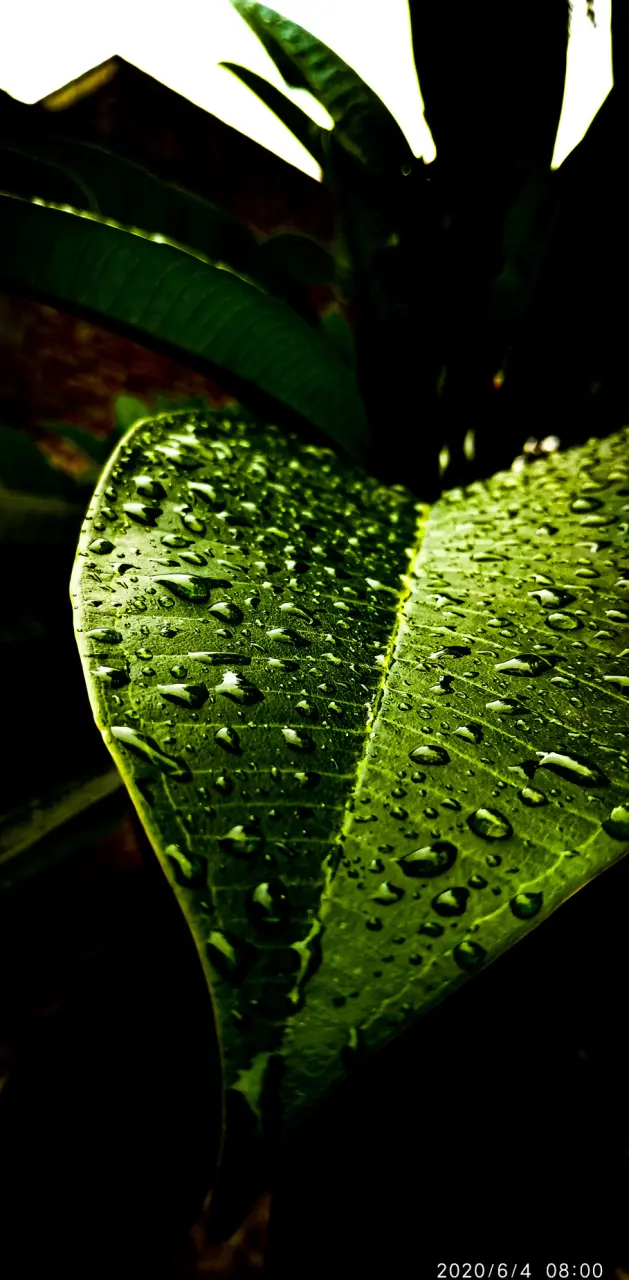Rain water leaf 