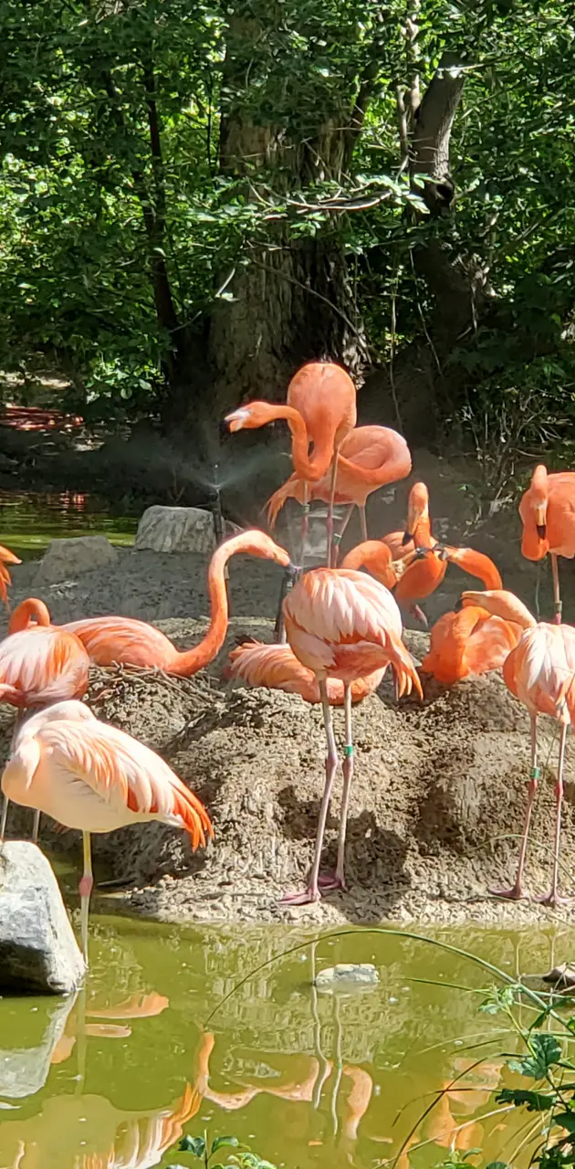 Flamingos at zoo