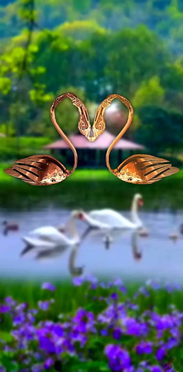 Swans Gathering 