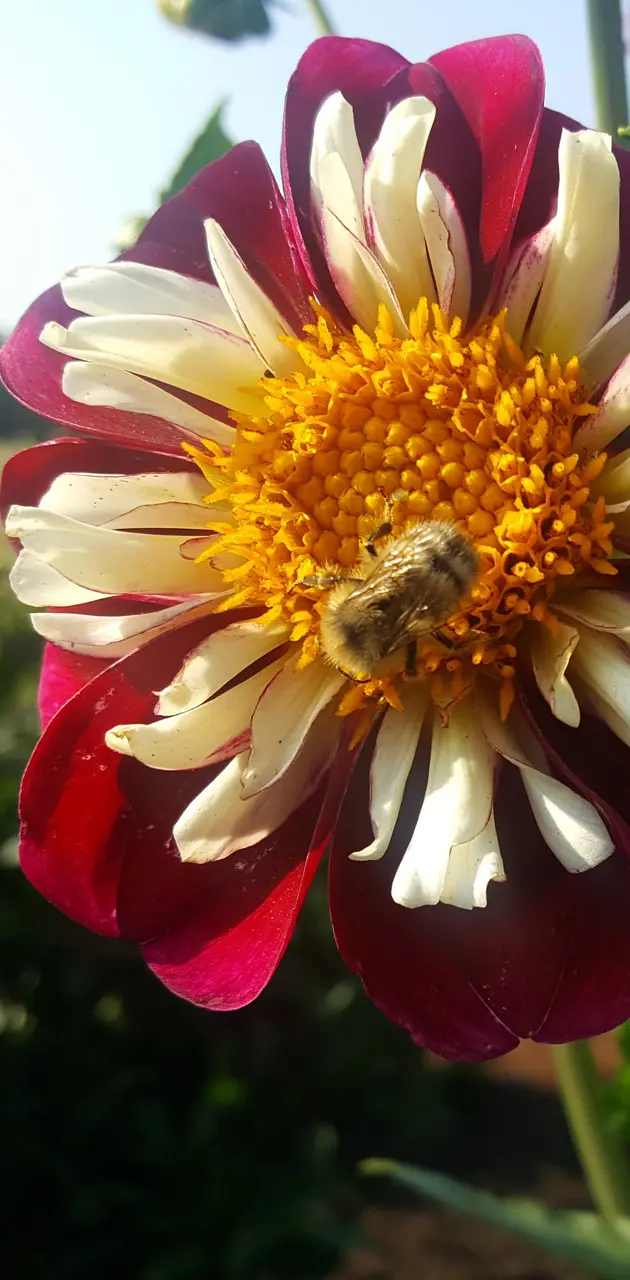 Buzy Bee