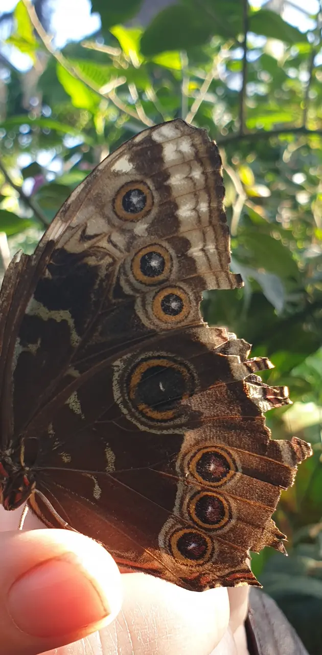 Large butterfly 