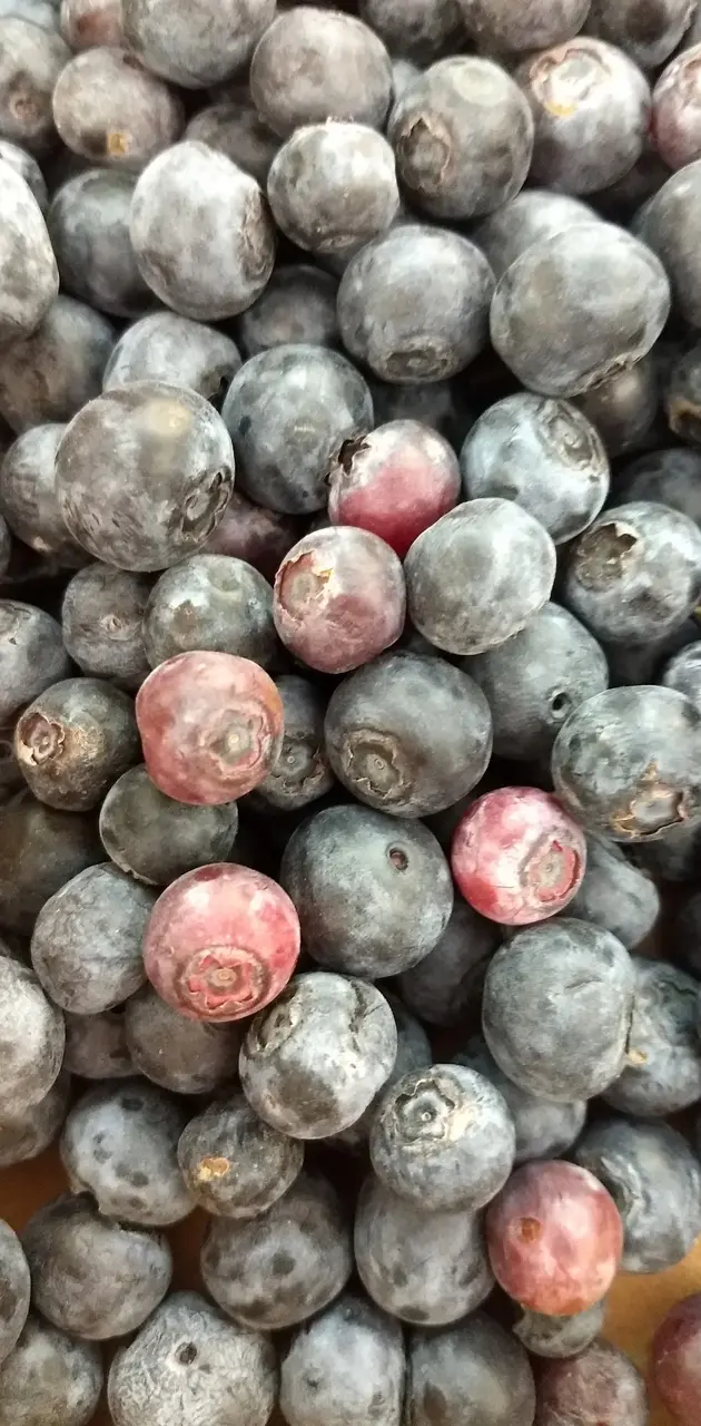 Blueberry Bunch