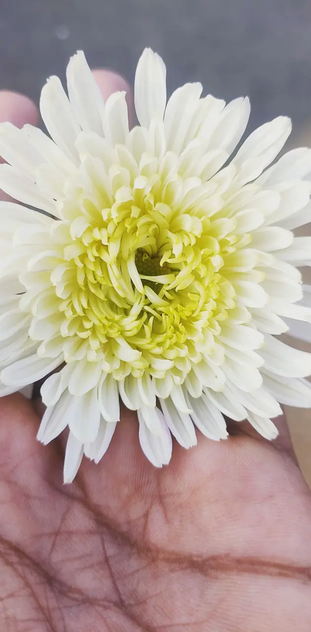 Fascinating flower