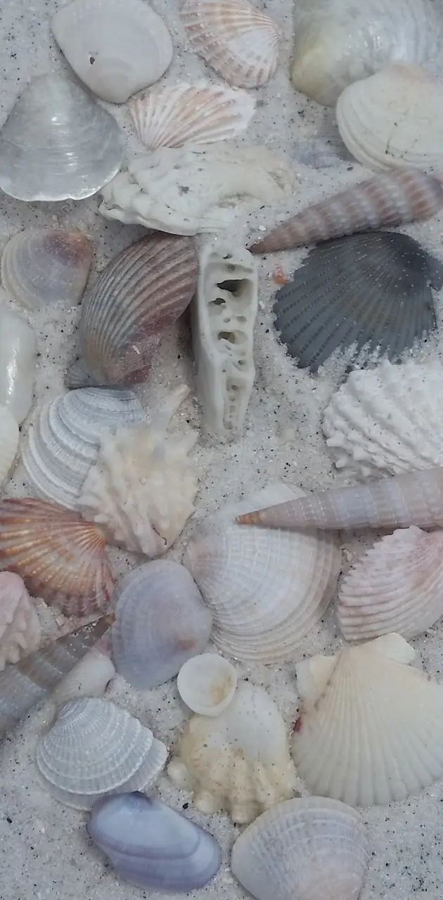 Florida shells
