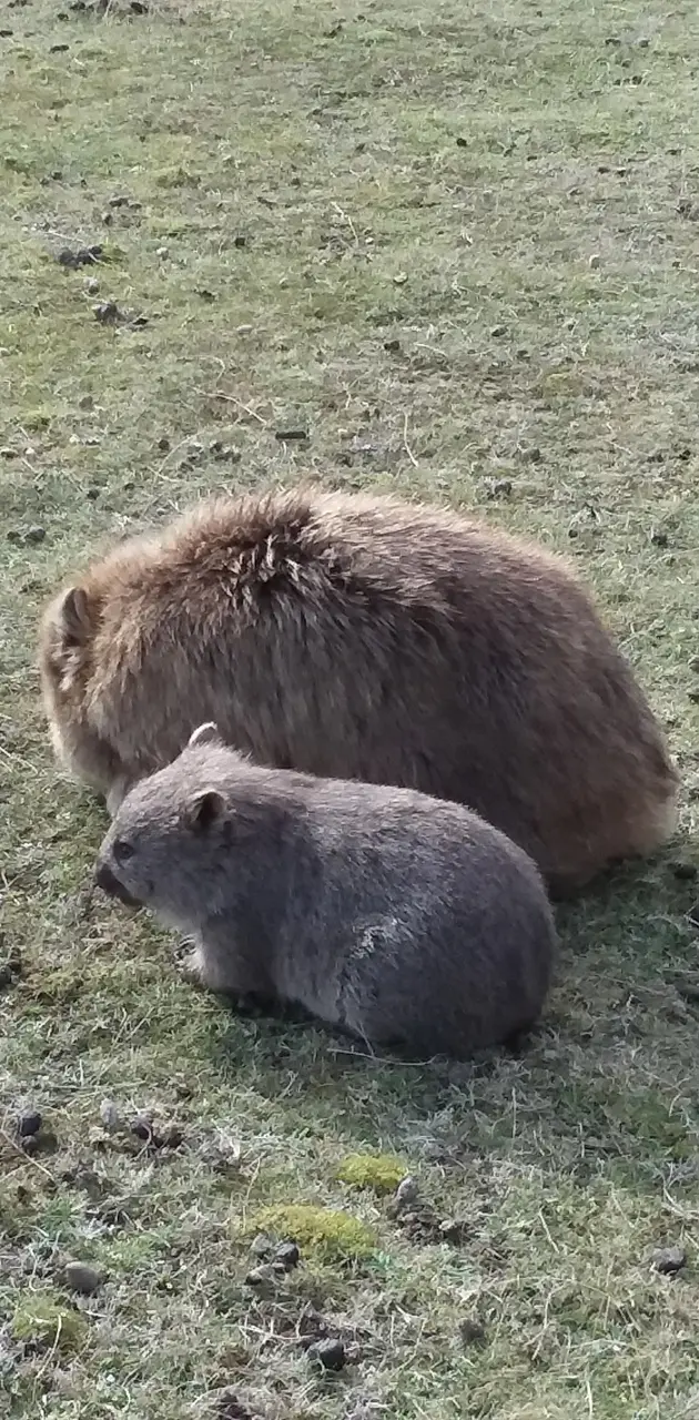 Mom and baby wombat