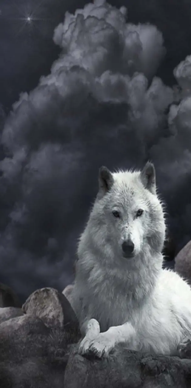 Beautiful   Wolf