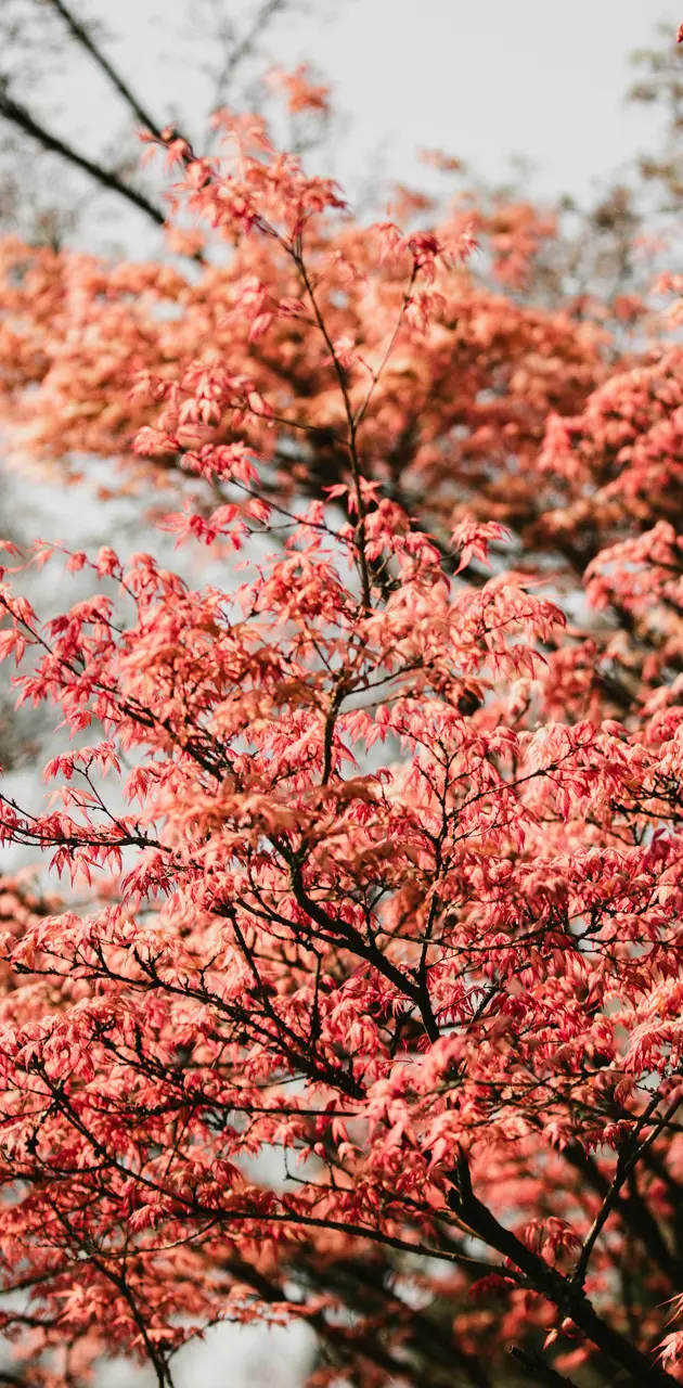 pink blossoming tree