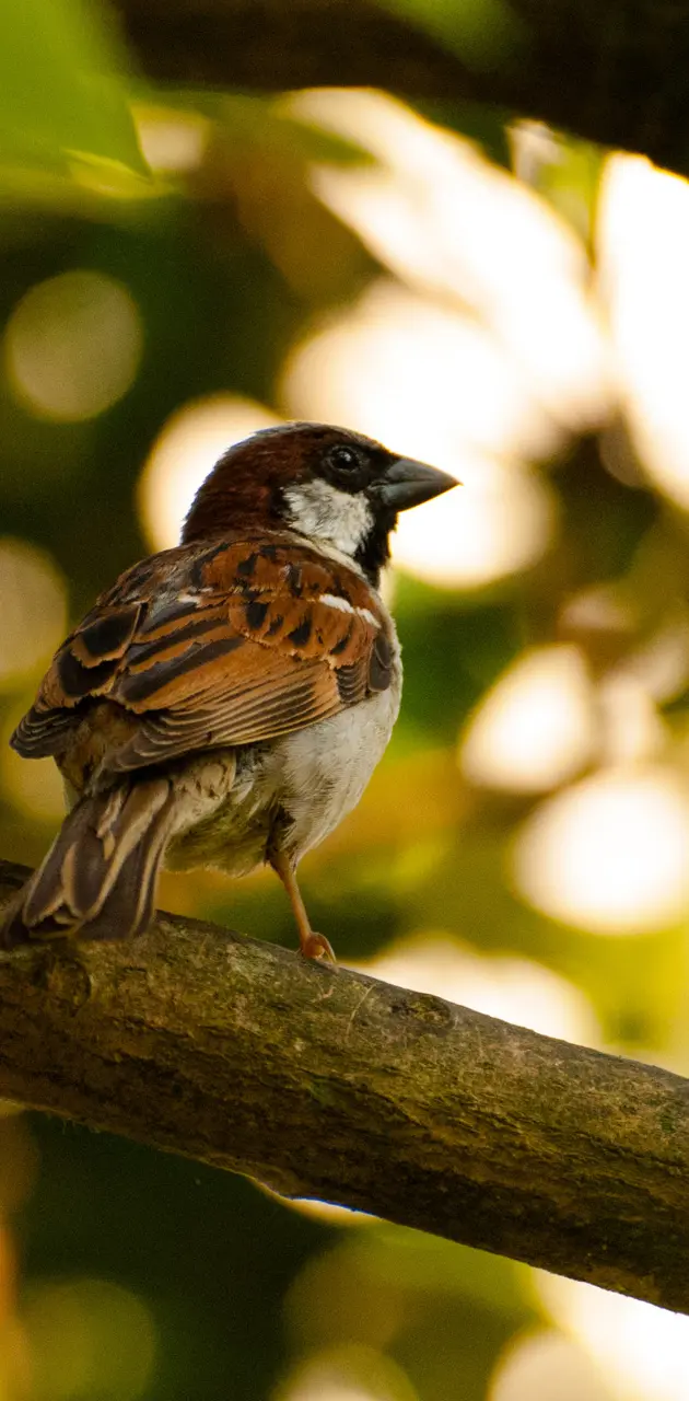 House Sparrow 