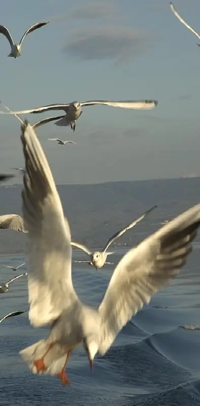 Flock Of Seagulls