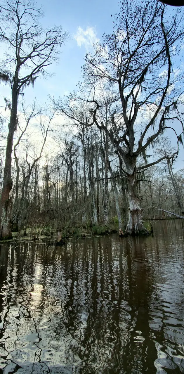 New Orleans Swamp