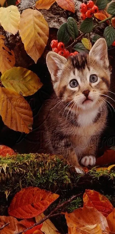 Kitten Autumn