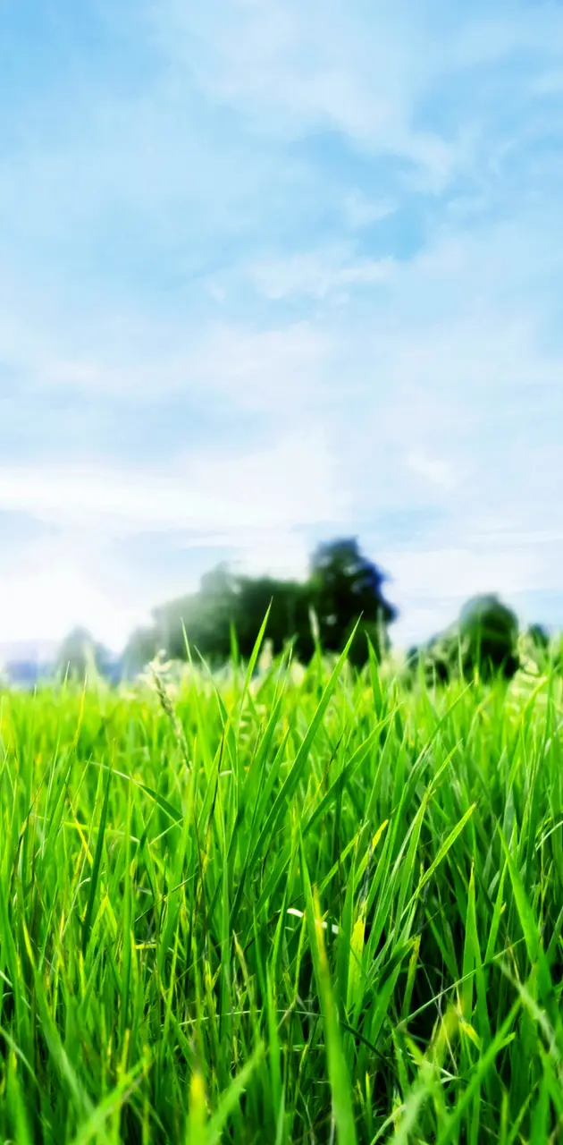 Grass HD