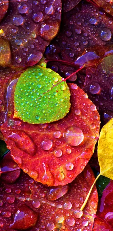 Colors Leaf