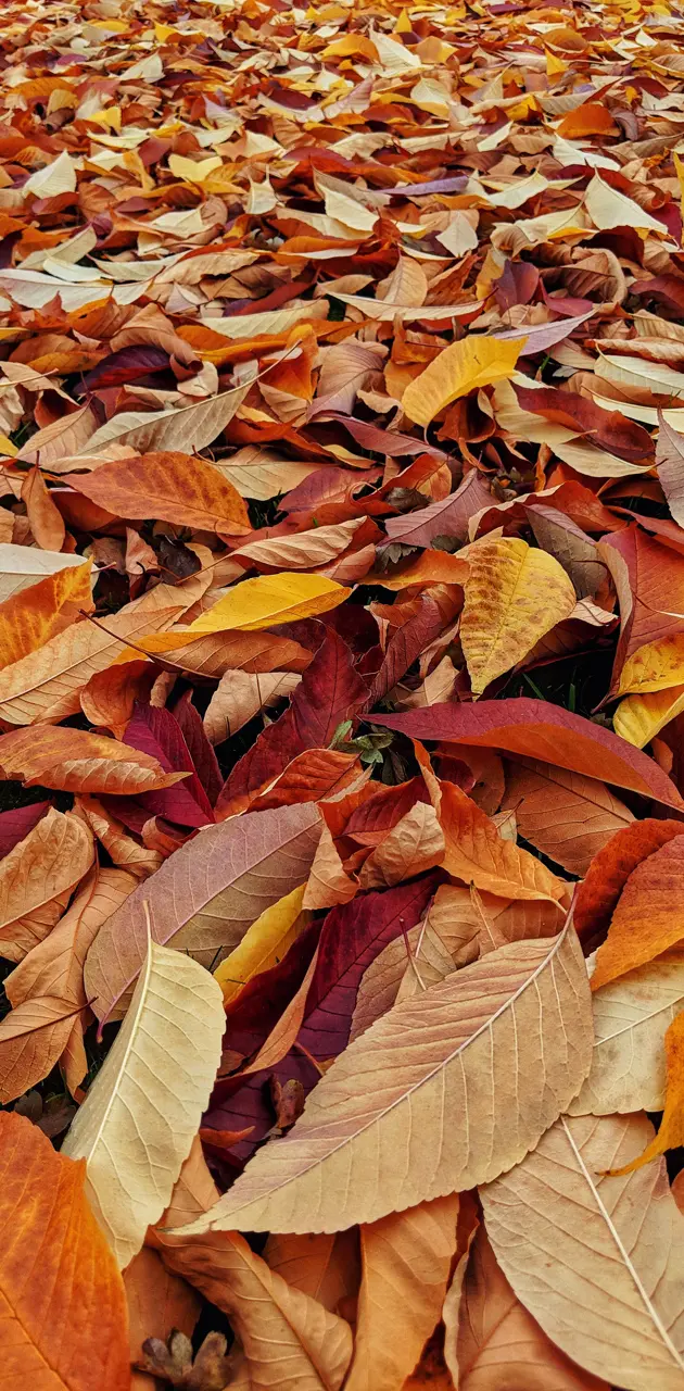 Autumn Carpet 