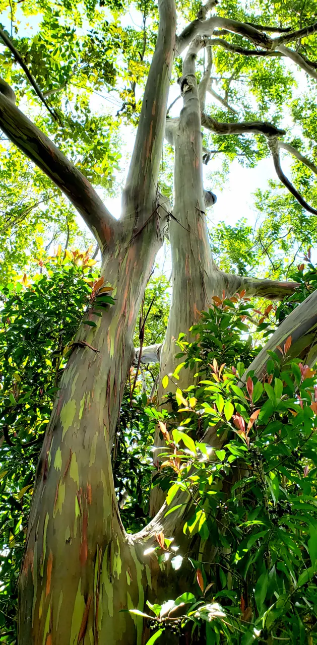 rainbow eucalyptus 2