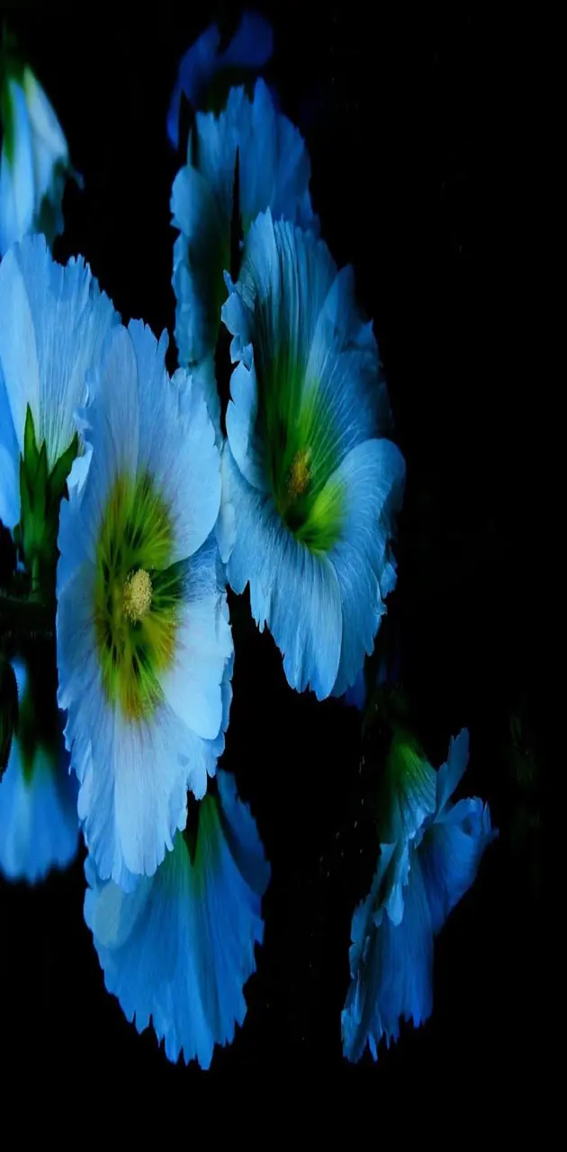 Blue flowers petal