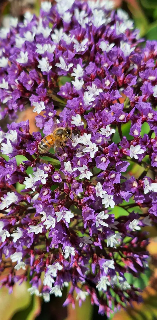 Purple flowers & bee