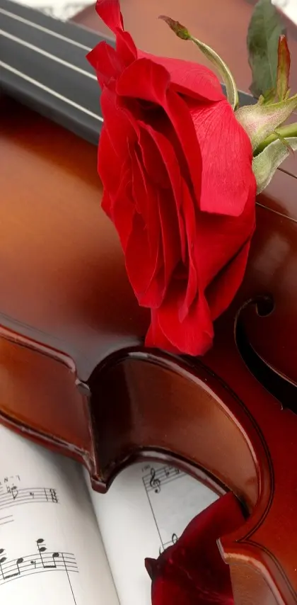 Rose Guitar