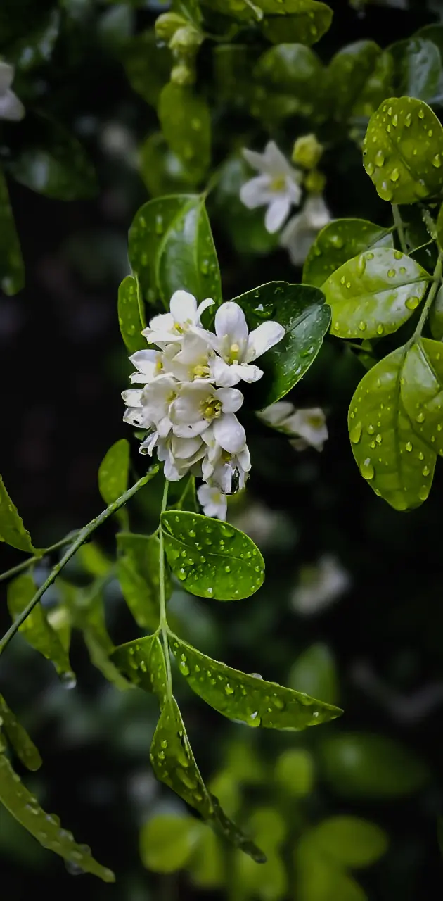 Flower In rain