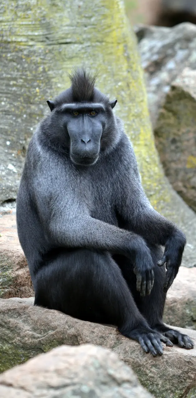 Black macaque 