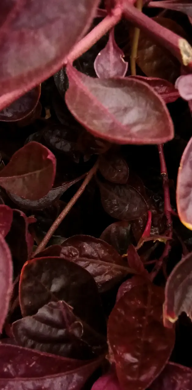 Red leaves in dark
