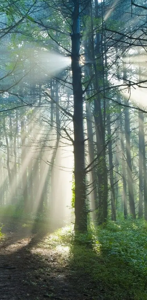 Forest Nature Hd