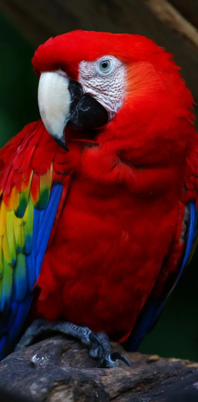 Colors Parrot