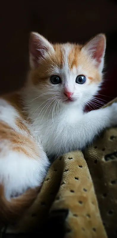 Cute Cat