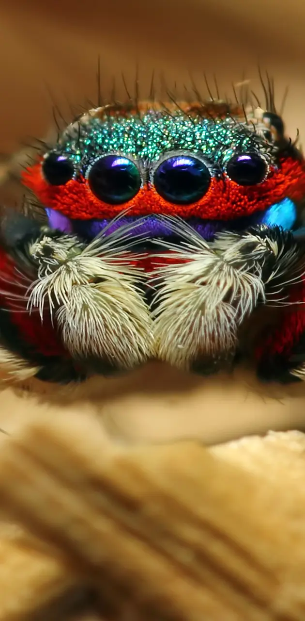 Cute_Spider