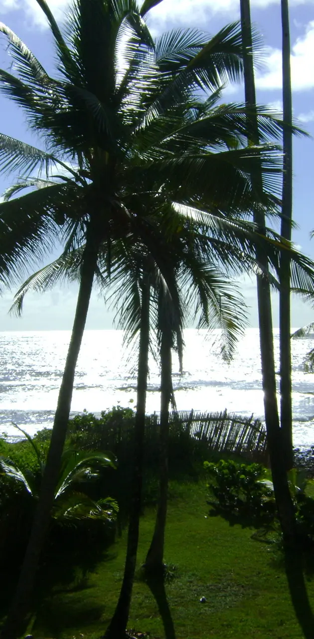 Coconut Tree Sunrise