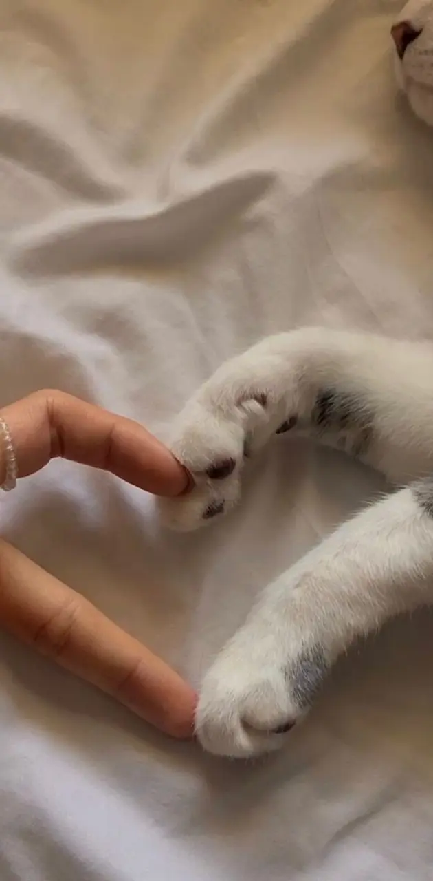Cute Cat Heart