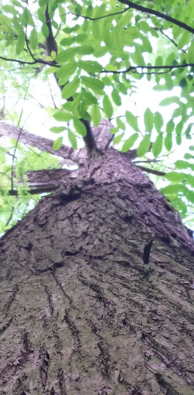Vertical Tree