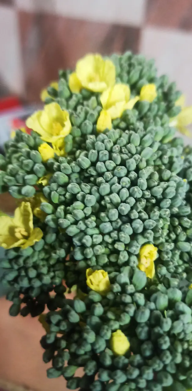 Broccoli green yellow 