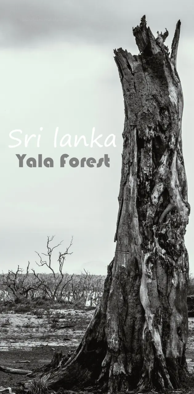 Yala Sri Lanka