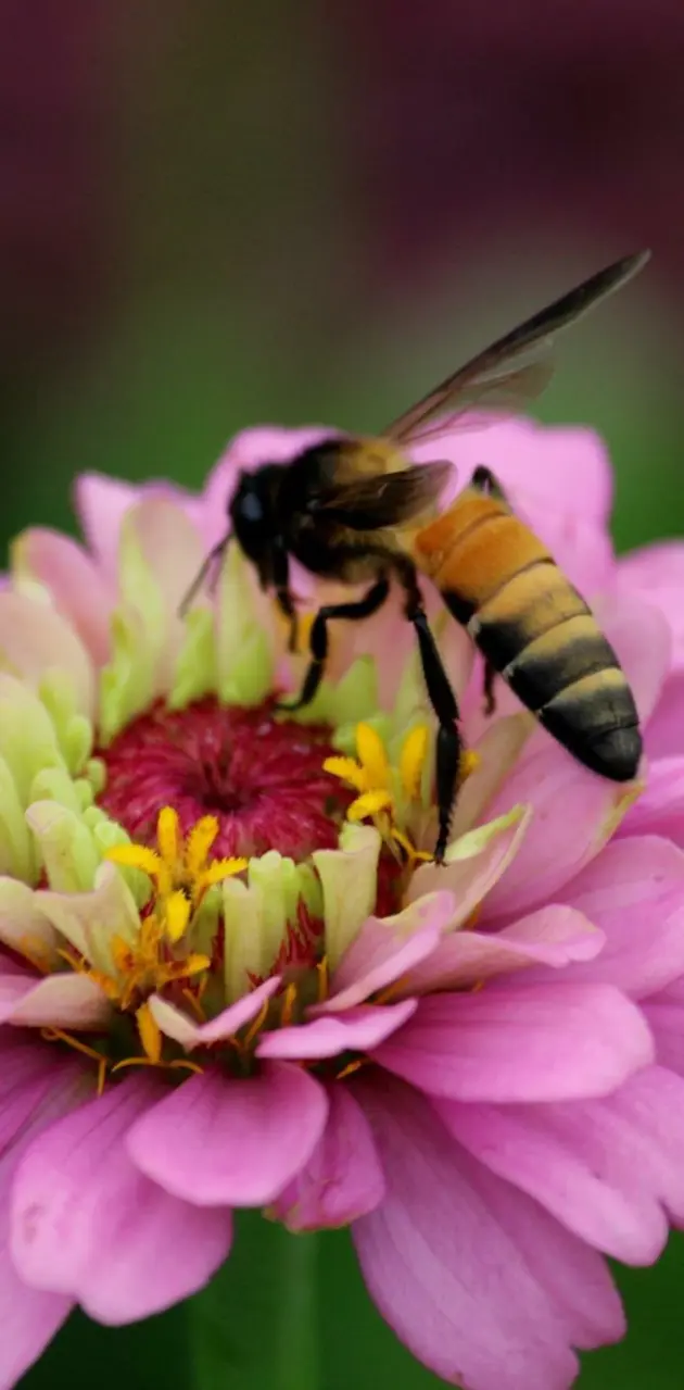 Bee flower relation