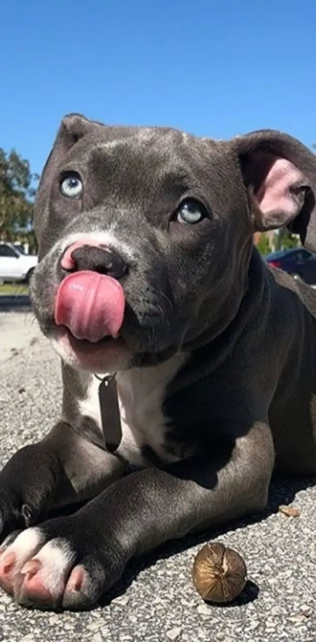 Pitbull blue nose