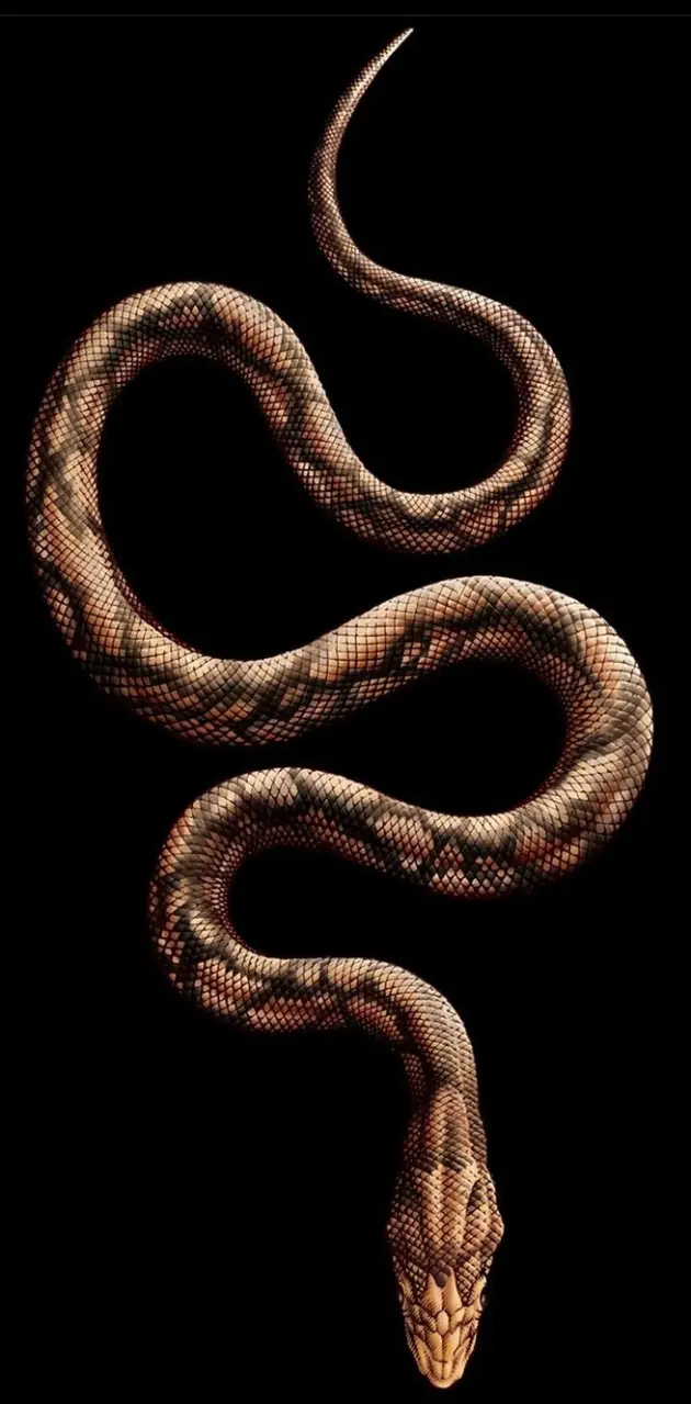 Snake tattoo Wallpapers Download
