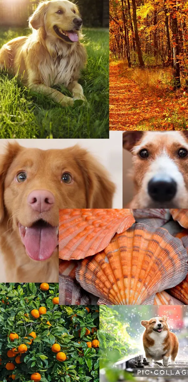 Dog/ Orange Collage