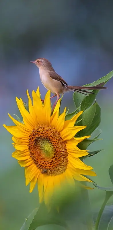 sunflower sparrow