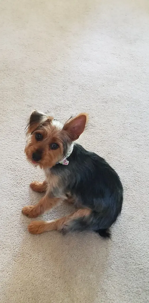 Yorkie