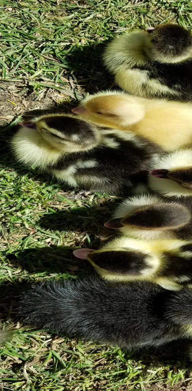 Muscovy ducklings