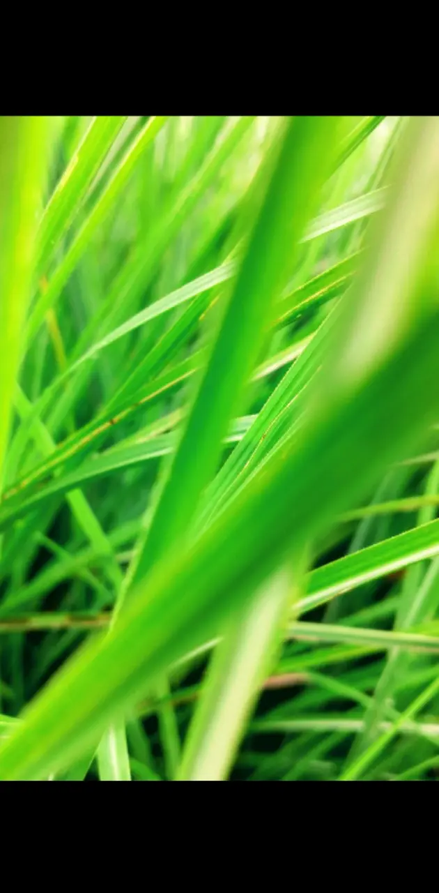 Long Green grass