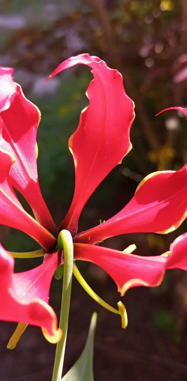 Flame Lilly