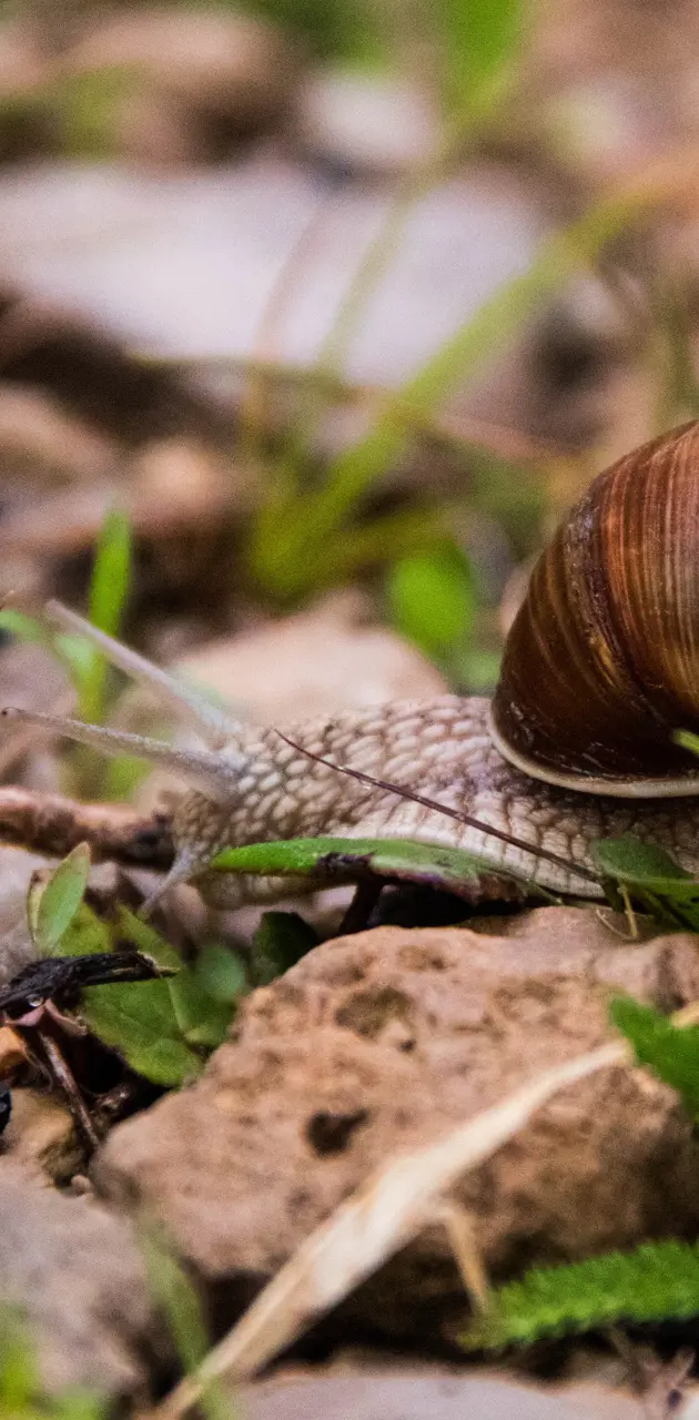 A snail