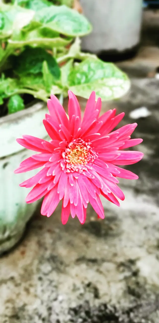 Sunflower pink